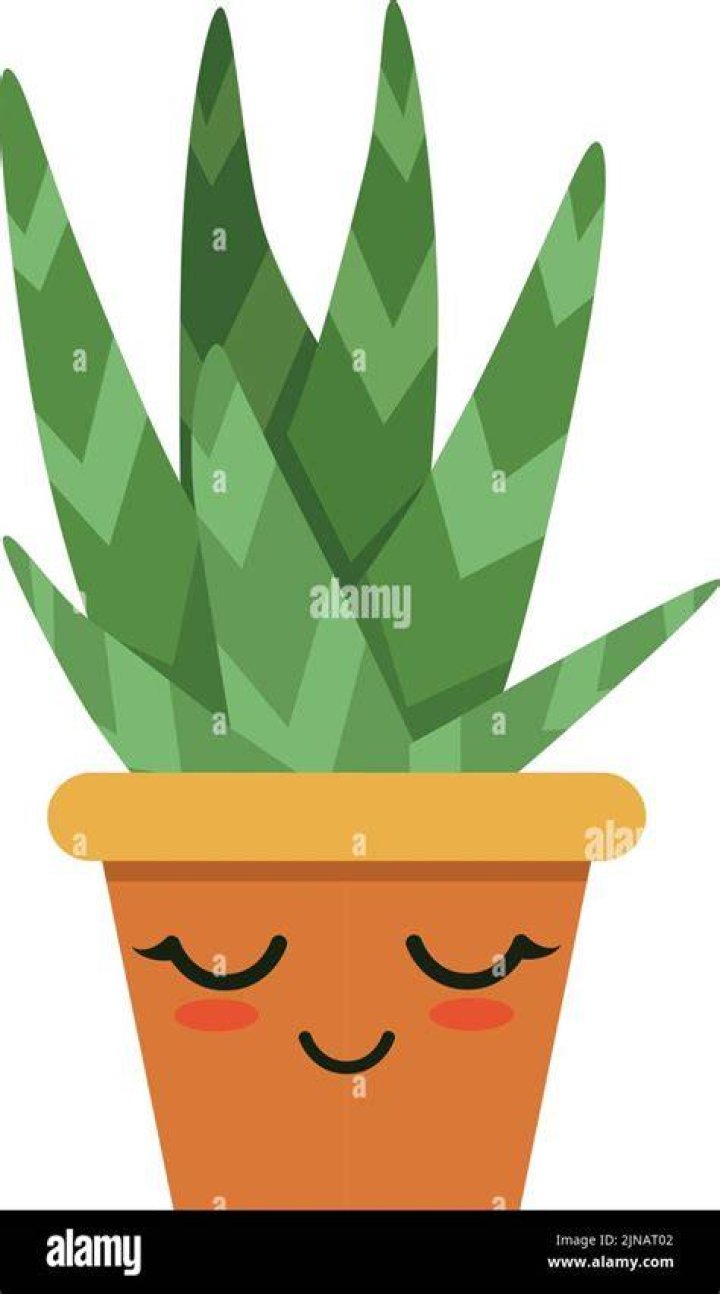 Botany, Forehead, Plant, Smile, Houseplant, Perennial plant, Botany, Forehead, Plant, Smile, Houseplant, Perennial plant,