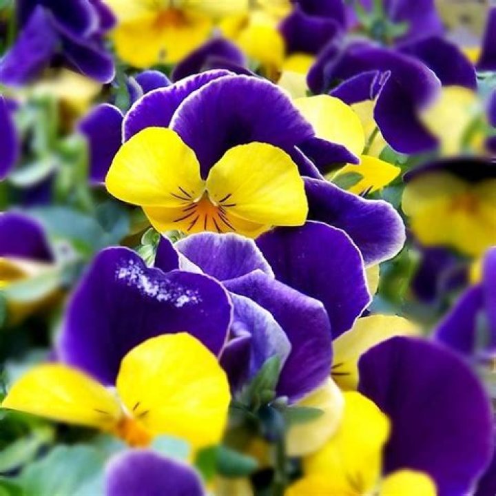 fiori primaverili fiori di primavera