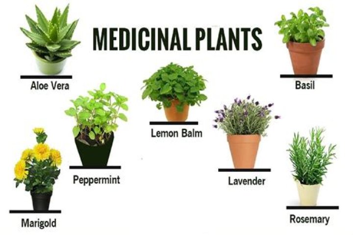Herbal, Plant, Houseplant, Flower, Herb, Book, 