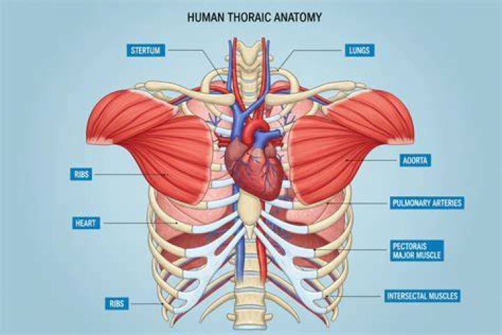 Human body, Chest, Red hair, Mystique, Costume, Fictional character, Midnight, Costume design, Flesh, Acting, Human body, Chest, Red hair, Mystique, Costume, Fictional character, Midnight, Costume design, Flesh, Acting,