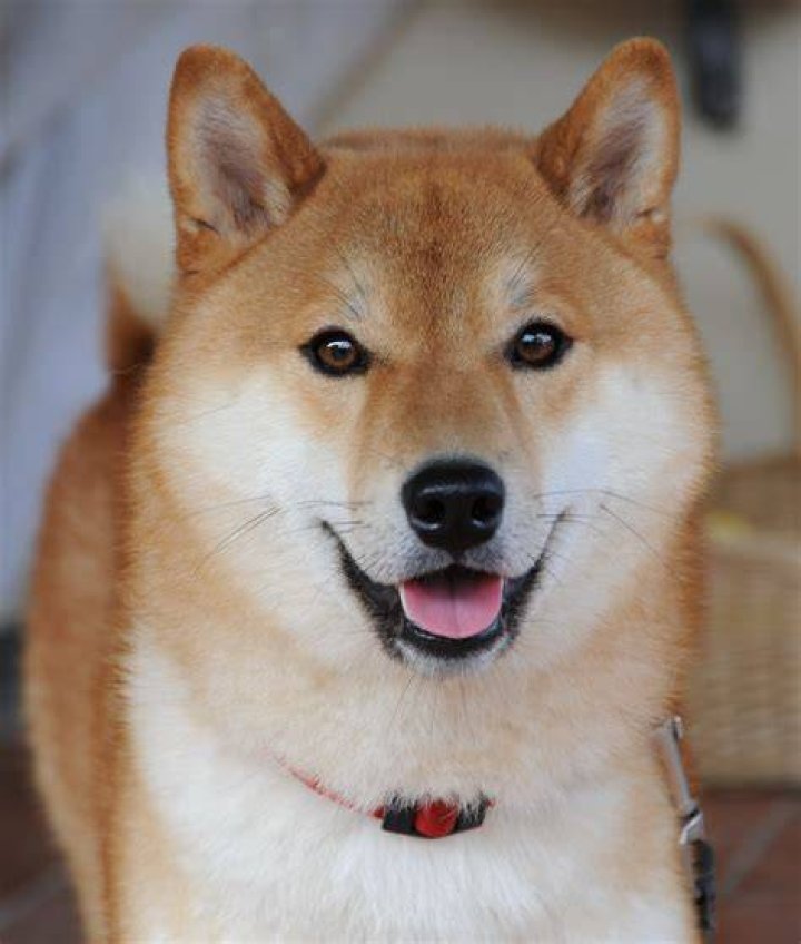 Image of a Shiba Inu looking at a cat, against a dark space background 