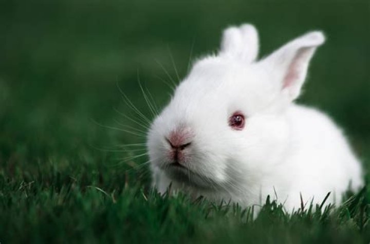 the bunny