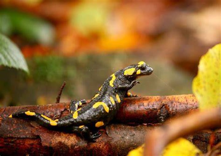 the salamander