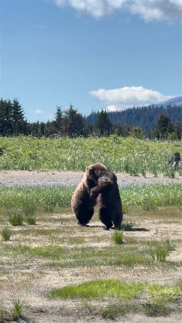 These bears may have Baloo’s laid-back attitude, but they are still dangerous, wild animals. The zoo stocks “emergency honey” in various locations around the facility. In the event of a bear escape, the emergency honey is thrown in one direction, while the keepers run in the other. Photo by Rebecca Jacobson
