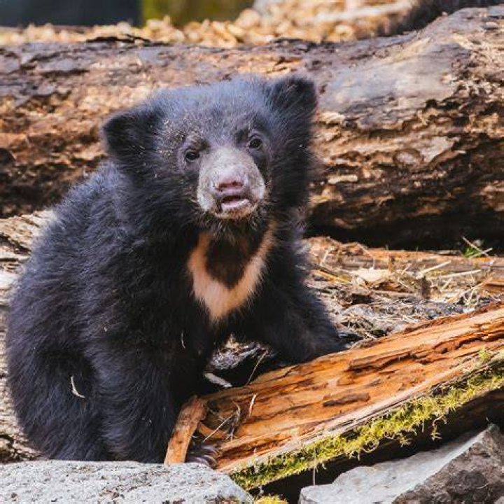 This two-month-old sloth bear cub at the Smithsonian National Zoo is being raised by zookeepers after her mother ate her siblings.