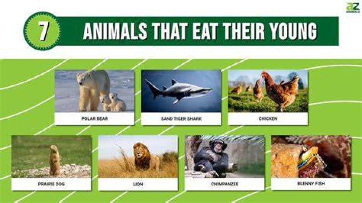 Why some animals eat their young