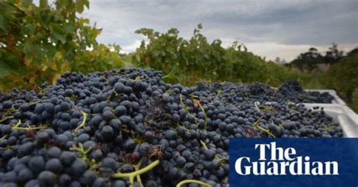 Why you should rediscover Australian shiraz | Wine